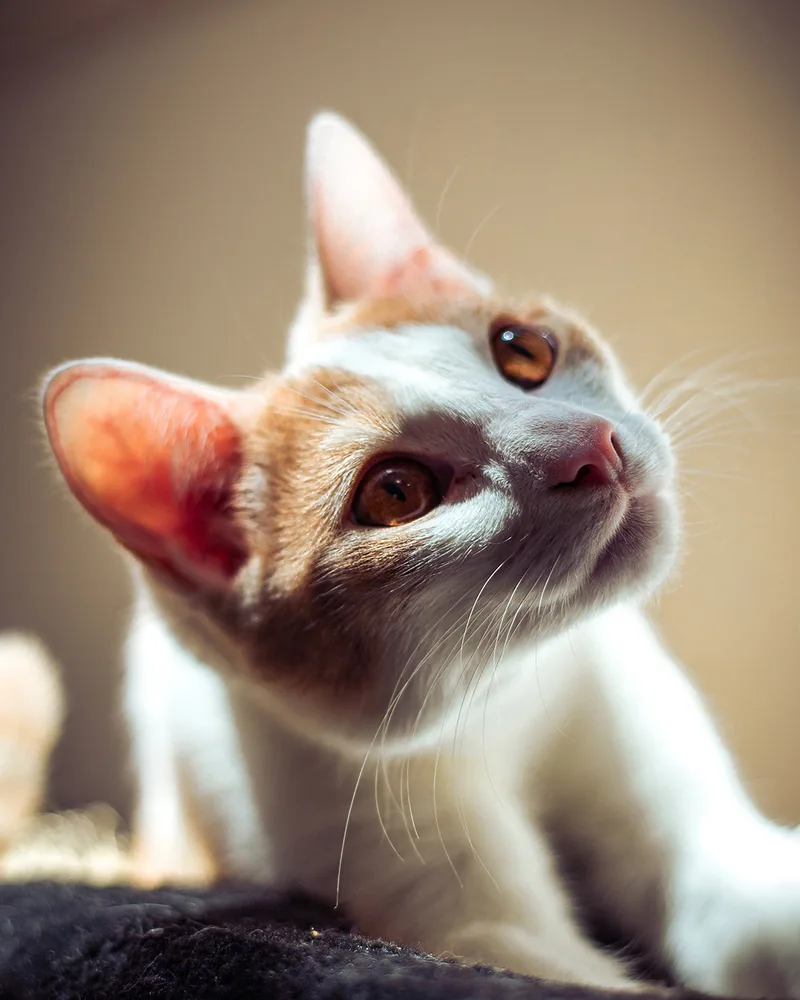 Un chat roux et blanc incline la tête et regarde l’objectif.