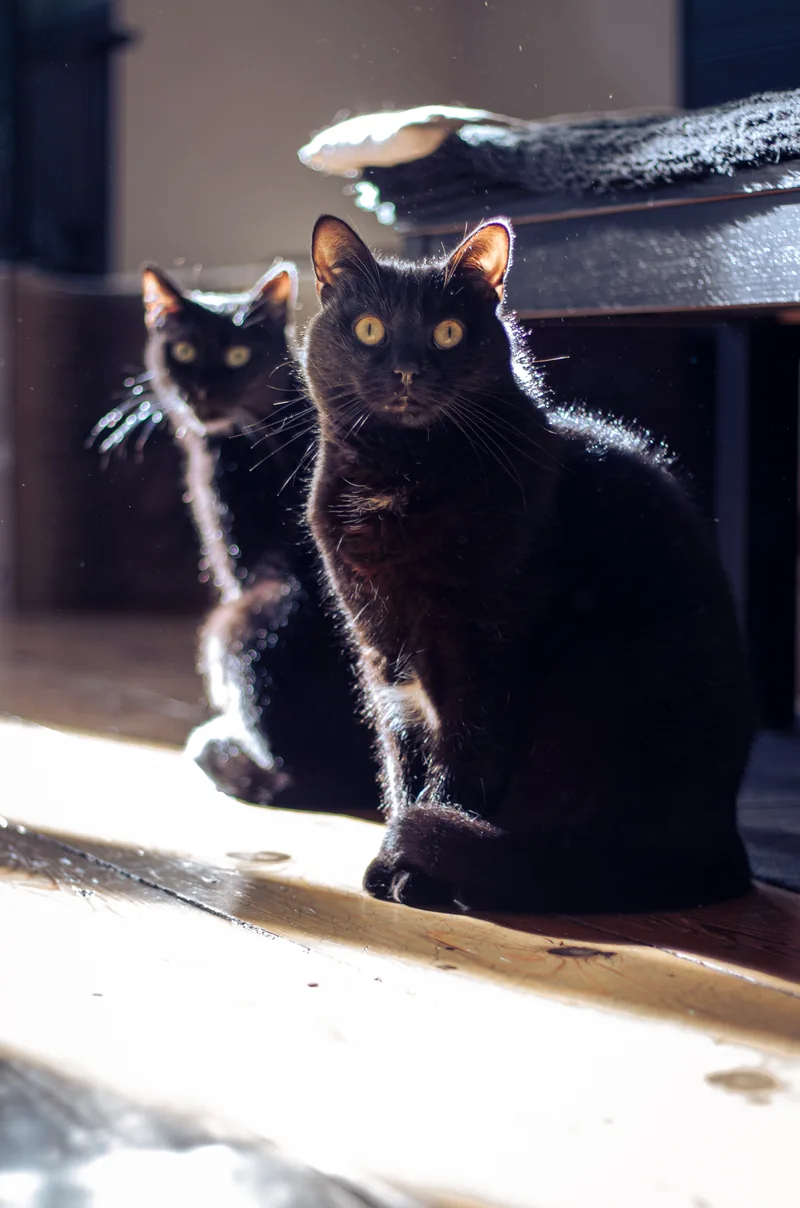 Deux chats, l’un noir et l’autre noir et blanc, dans la lumière d’une fenêtre.